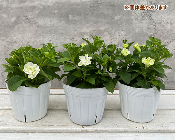 [26年3月中下旬予約]ペチュニア：プチヴェルデ　ピスタチオヴェルデ3.5号ポット