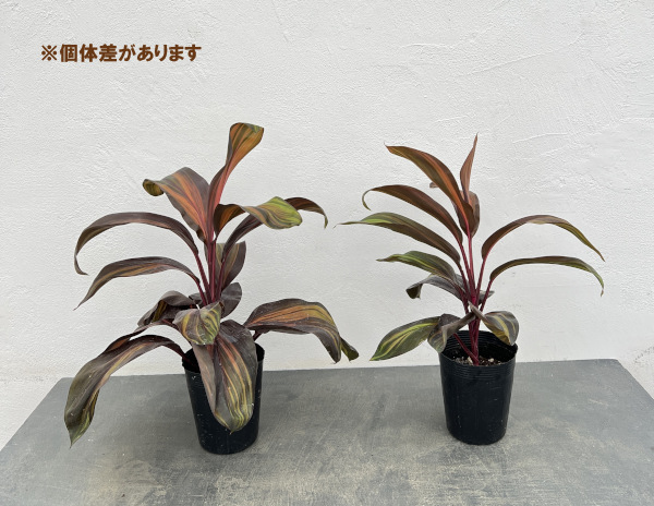 コルジリネ:レッドチョコレートクィーン 3.5号ポット