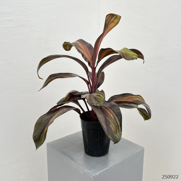 コルジリネ:レッドチョコレートクィーン 3.5号ポット