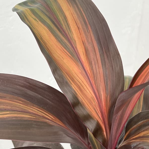 コルジリネ:レッドチョコレートクィーン 3.5号ポット