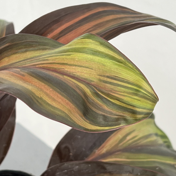 コルジリネ:レッドチョコレートクィーン 3.5号ポット