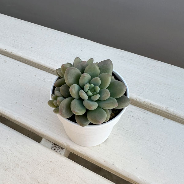 エケベリア:キャビア 2.5号ポット