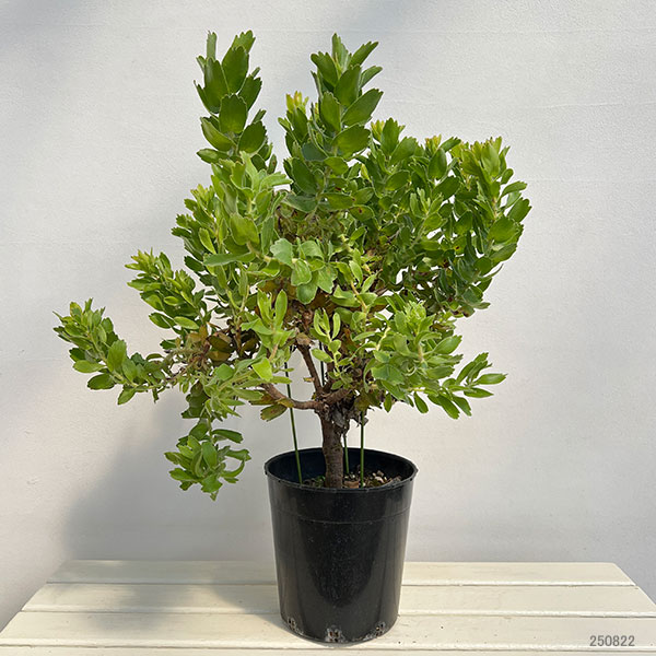 リューコスペルマム:カーニバルコースト 7号鉢植え24-03