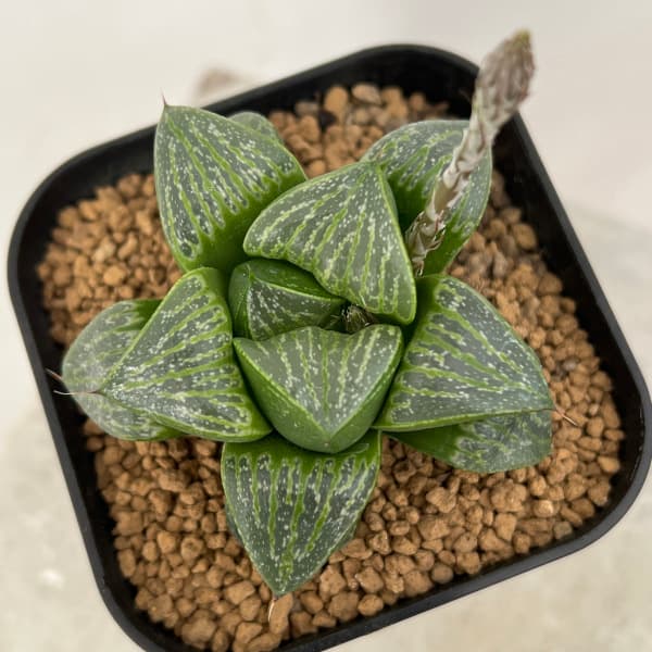 ハオルチア 狼牙 【公式通販】