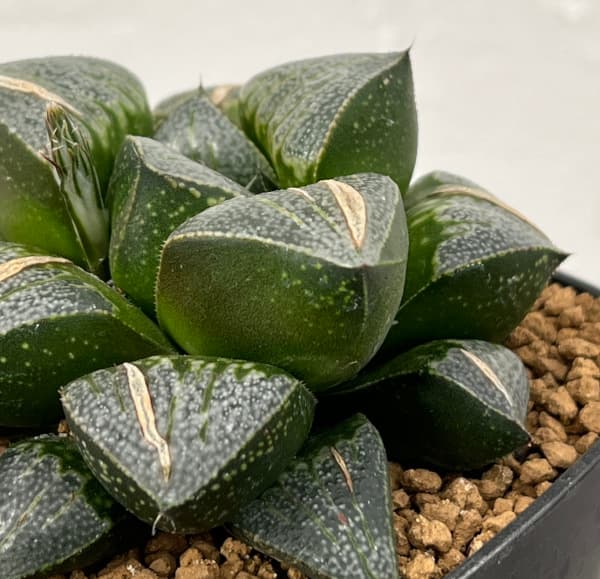 園芸ネット本店｜ハオルチア：交配シリーズ（氷の世界×ブーメランBig