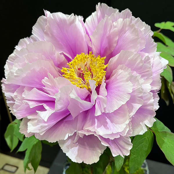 牡丹(ぼたん):島の藤(しまのふじ)3~4年生苗7号鉢植え