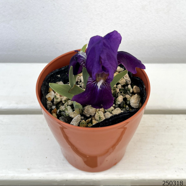 ナンキンコアヤメ(南京小菖蒲)3.5号ポット