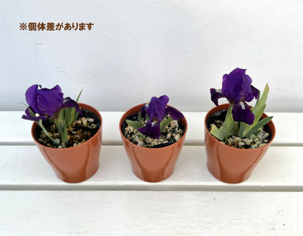 ナンキンコアヤメ(南京小菖蒲)3.5号ポット