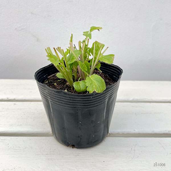 バレリアナ・オフィシナリス3.5号ポット