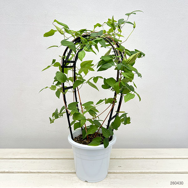 園芸ネット本店｜クレマチス：霞（かすみ）5号鉢植え（ジャックマニー