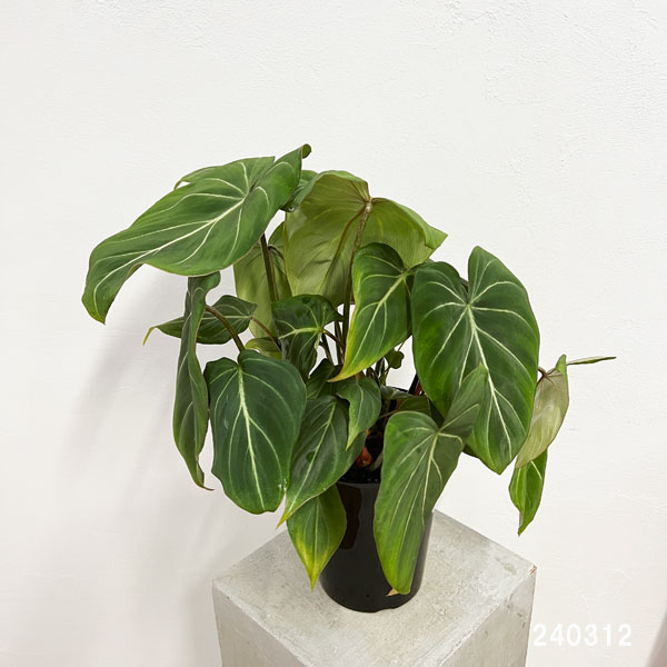 園芸ネット本店｜フィロデンドロン：グロリオサム 6号鉢植え の通販