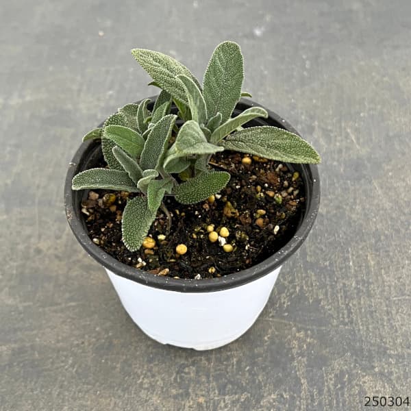 クッキングハーブ：コモンセージ3.5号ポット