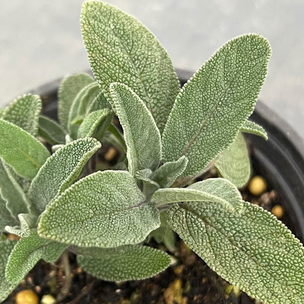 クッキングハーブ：コモンセージ3.5号ポット