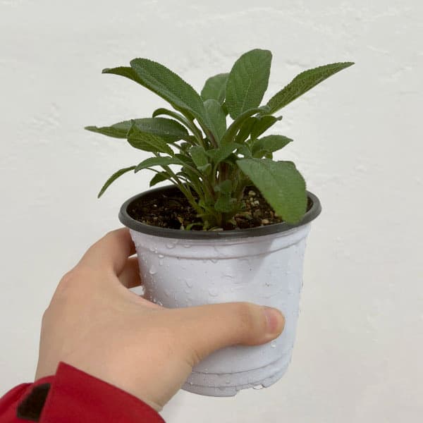 クッキングハーブ：コモンセージ3.5号ポット