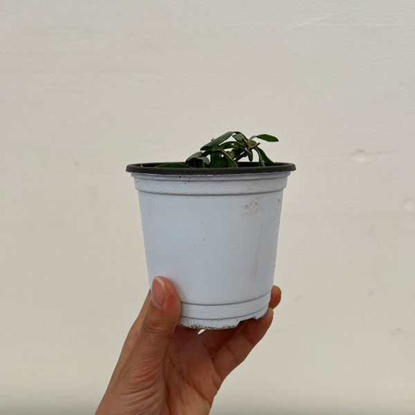 クッキングハーブ：ハイブリット フレンチタラゴン3.5号ポット