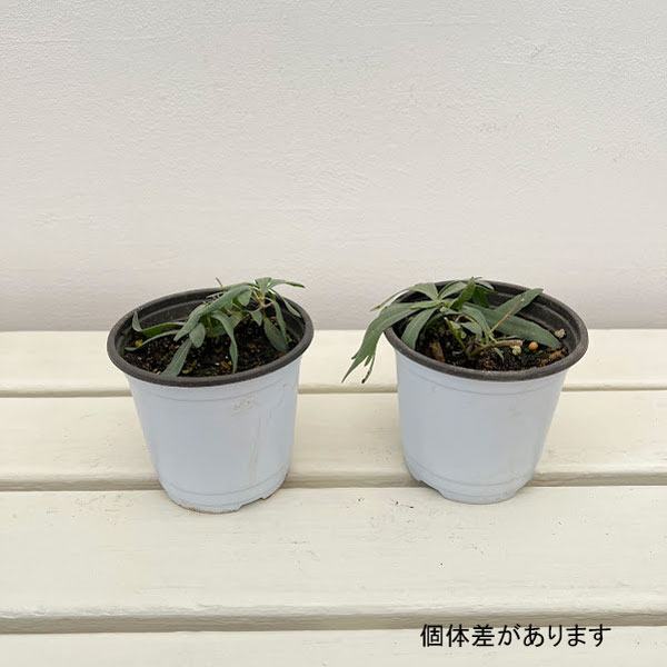 クッキングハーブ：ハイブリット フレンチタラゴン3.5号ポット