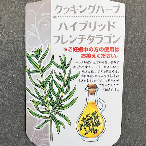 クッキングハーブ：ハイブリット フレンチタラゴン3.5号ポット