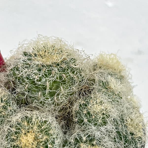 プルプシー×thha_ ザー　コレクション株 園芸ネット本店｜[ザ・ファームセレクト]スルコレブチア：ヘルトゥーシ