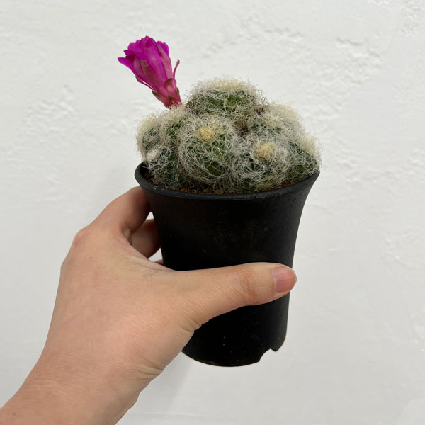 プルプシー×thha_ ザー　コレクション株 園芸ネット本店｜[ザ・ファームセレクト]スルコレブチア：ヘルトゥーシ