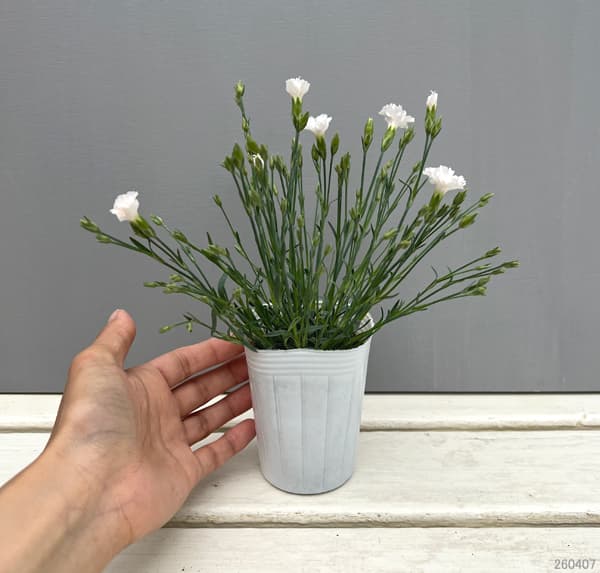 ナデシコ（四季咲きナデシコ）：極小輪・白雪姫ホワイト2.5号ロングポット