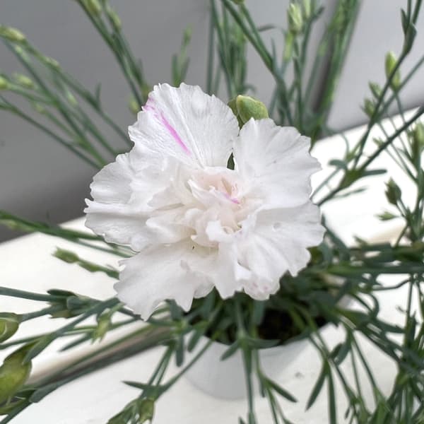 ナデシコ（四季咲きナデシコ）：極小輪・白雪姫ホワイト2.5号ロングポット