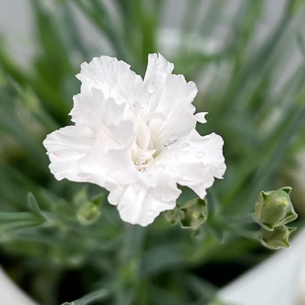 ナデシコ（四季咲きナデシコ）：極小輪・白雪姫ホワイト2.5号ロングポット
