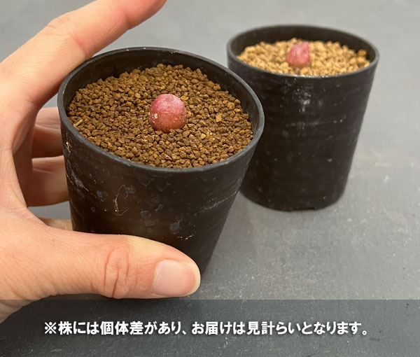 コノフィツム:マウガニー(赤) 2号*