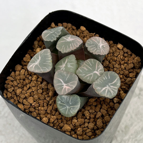 ハオルチア 万象 竜文 ハオルチア 万象 竜文 ハオルチア：万象 2.5号 の通販 | 園芸ネット