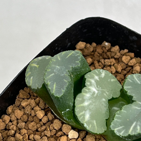 ハオルチア ：玉扇（実生株）　2.5号スクエア