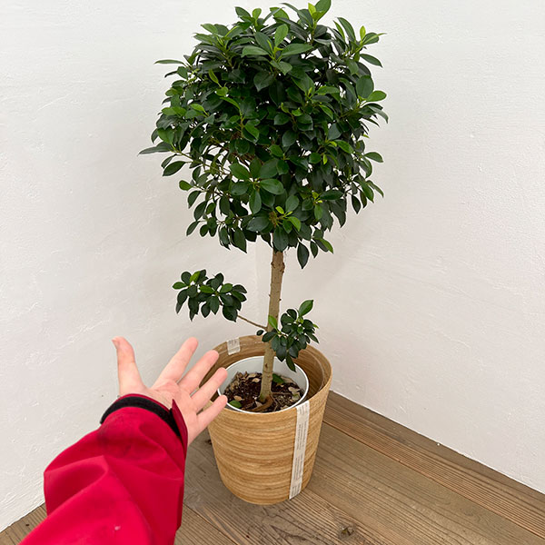 園芸ネット本店｜[ギフトに]フィカス：ナナ ST 7号鉢/レイヤー