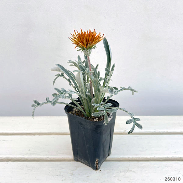 ガザニア：カーニバル3.5号ポット