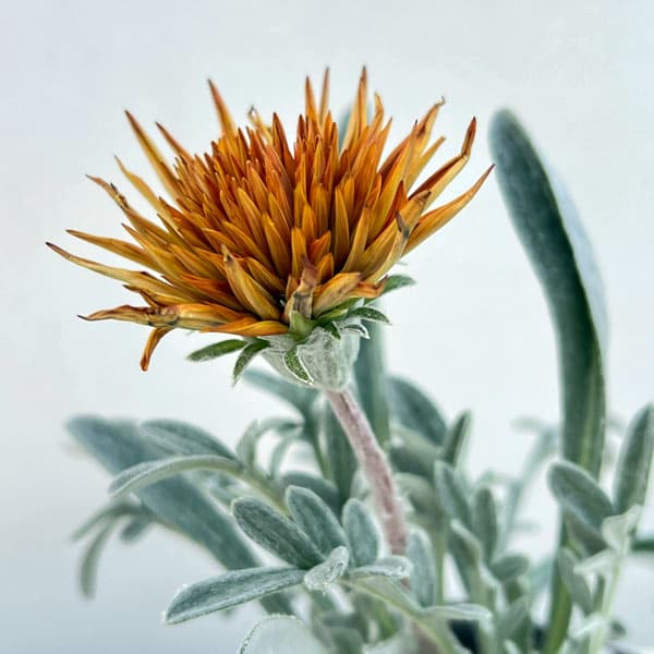 ガザニア：カーニバル3.5号ポット