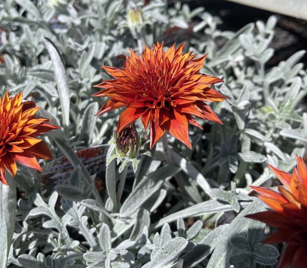 ガザニア：カーニバル3.5号ポット