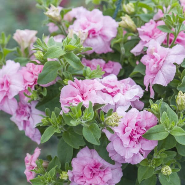 園芸ネット本店｜ペチュニア：ビバダブル サーモンピンク3.5号ポット