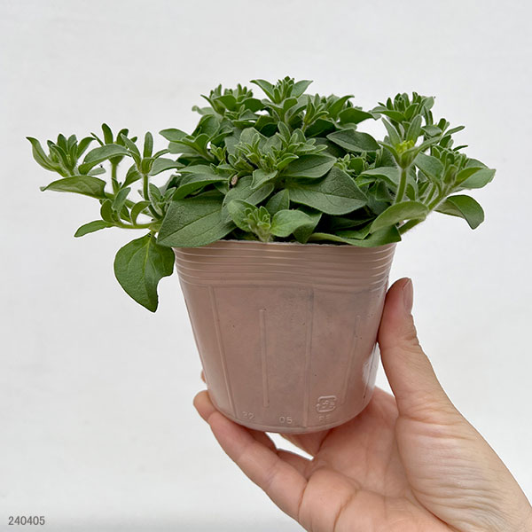 園芸ネット本店｜ペチュニア：ビバダブル サーモンピンク3.5号ポット