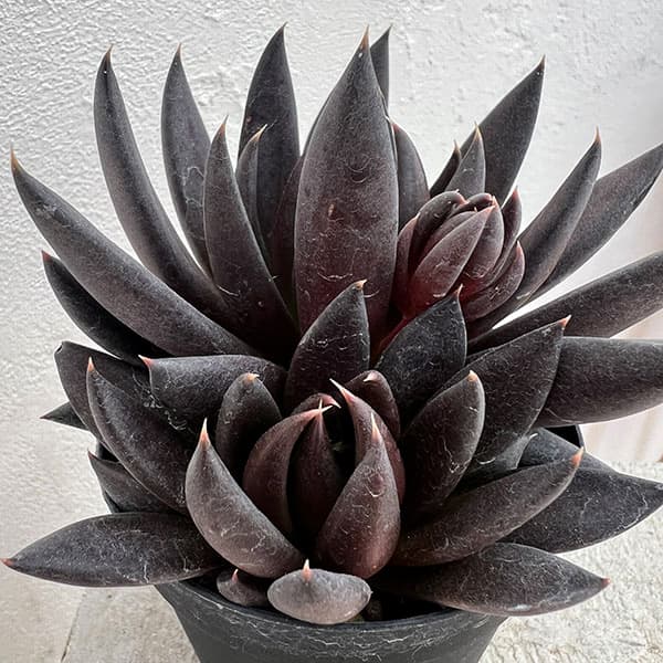園芸ネット本店｜エケベリア：ブラックナイト 2.5号ポット の通販【公式】