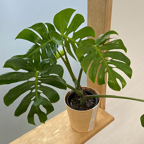 園芸ネット本店｜[ギフトに]モンステラ：デリシオサ（矮性） 5号鉢植え