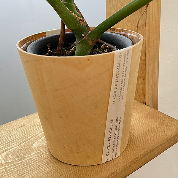 園芸ネット本店｜[ギフトに]モンステラ：デリシオサ（矮性） 5号鉢植え