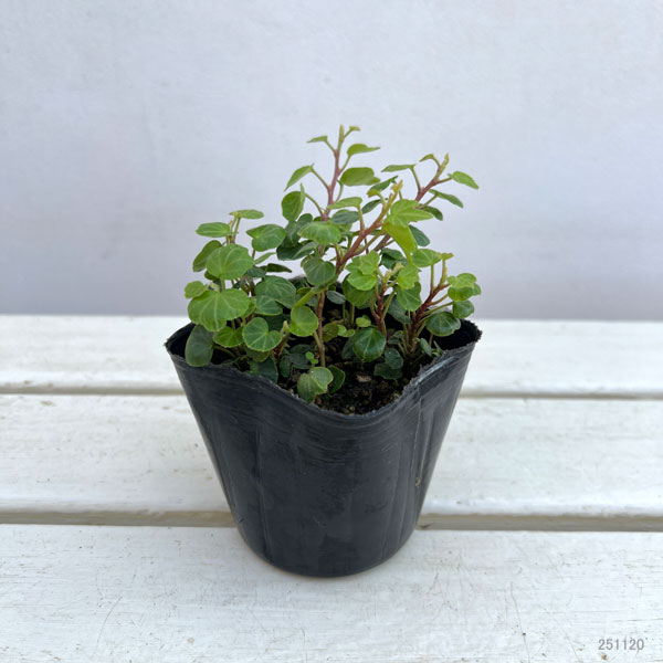 ヘデラ(アイビー):ヘリックス ピーターパン3号ポット