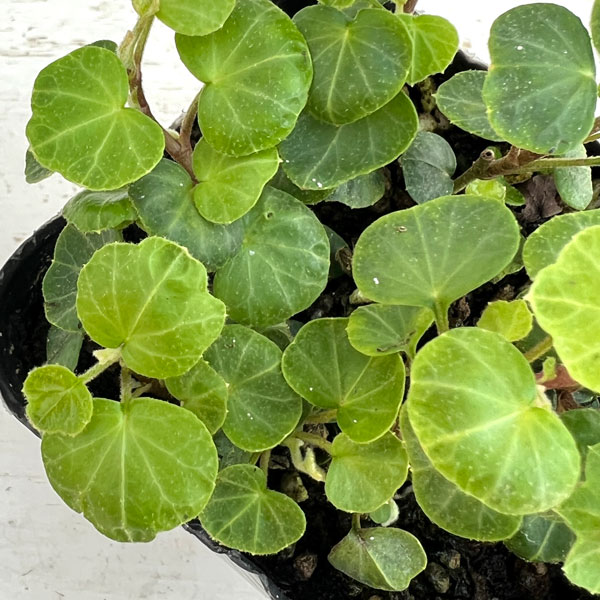 ヘデラ(アイビー):ヘリックス ピーターパン3号ポット