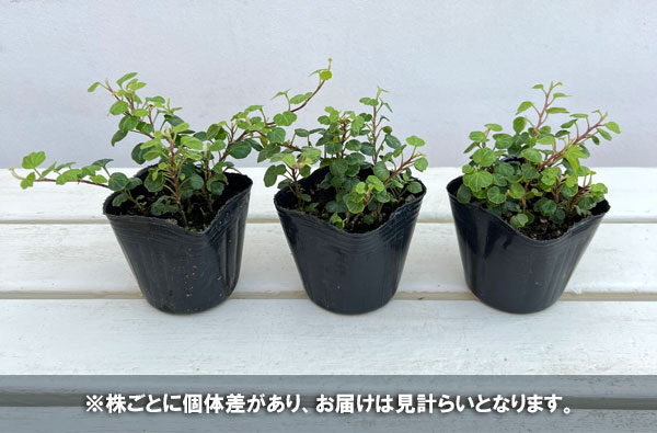 ヘデラ(アイビー):ヘリックス ピーターパン3号ポット