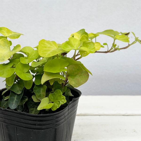 ヘデラ(アイビー):ヘリックス ジェイク3号ポット