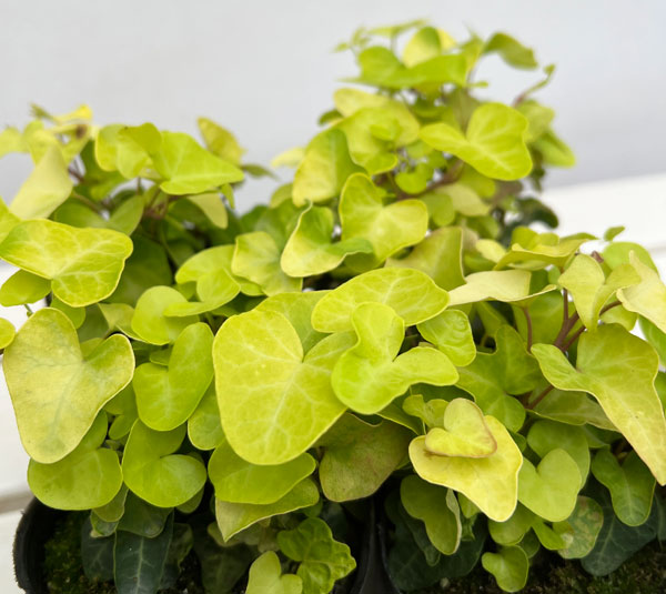 ヘデラ(アイビー):ヘリックス ジェイク3号ポット