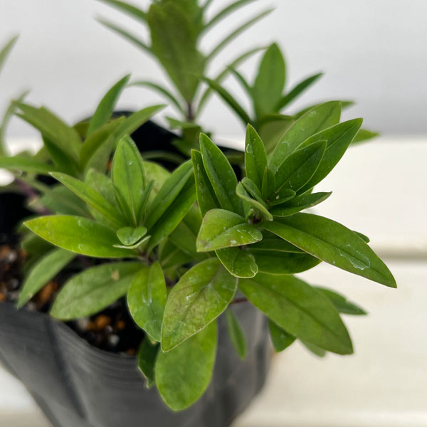 フロックス：ディバリカタ メイブリーズ（ハナシノブ）3.5号ポット