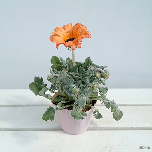 アークトティス：マジック フラミンゴ3.5号ポット の通販 | 園芸