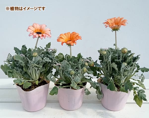 フラミンゴ 特別仕様／ スリクソン ZX7 Mk II ブラッククロム アイアン
