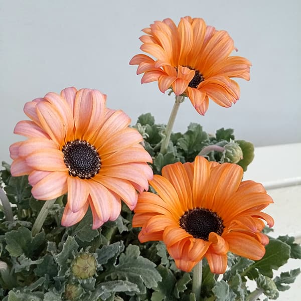 アークトティス:マジック フラミンゴ3.5号ポット