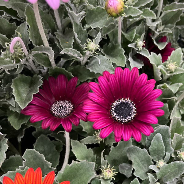 アークトティス：マジック　フクシア3.5号ポット