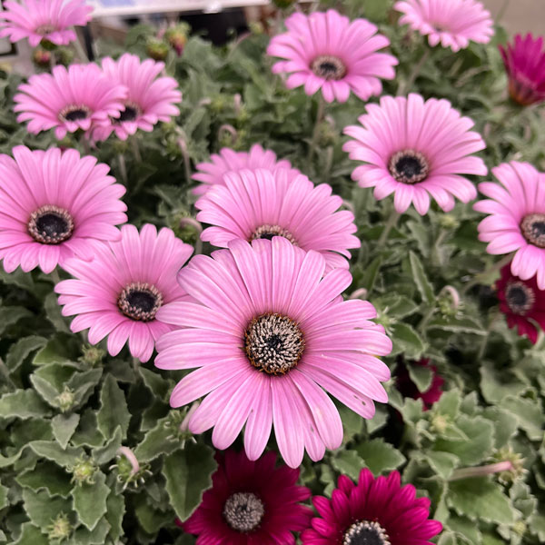 アークトティス：マジック　ピンク3.5号ポット