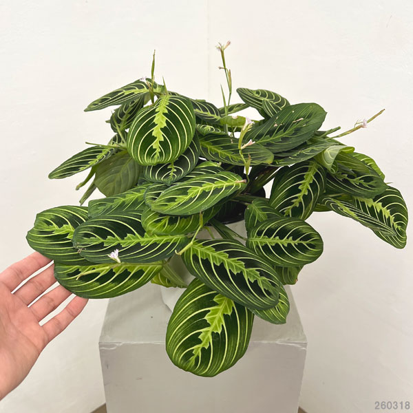 マランタ:レモンライム 5号鉢植え
